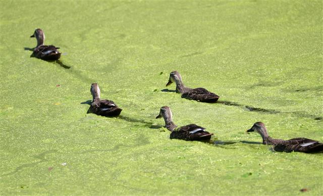 ‘녹조라떼’ 가로지르는 오리가족