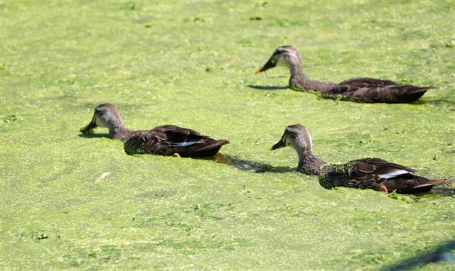 ‘폭염 속 오리들의 녹조 호수 수영’