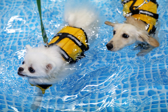 폭염엔 물속으로 ‘풍덩’