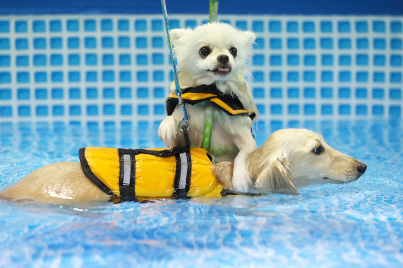 ‘개 시원하다’