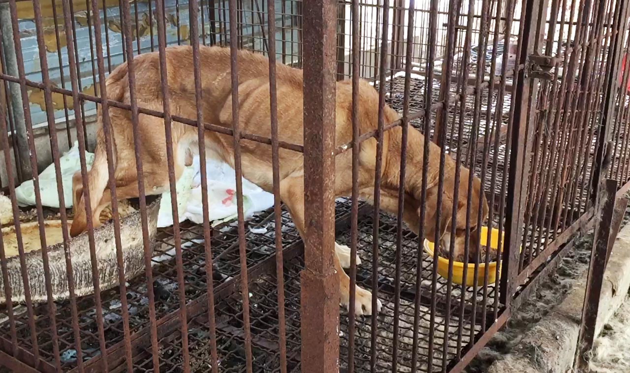 지난해 1월 경기도 여주시의 한 개농장에서 발견된 개가 구조단체가 준 밥을 먹고 있다. 오랜 굶주림으로 갈비뼈가 선명하게 드러나 있다. (사진=동물자유연대 제공)
