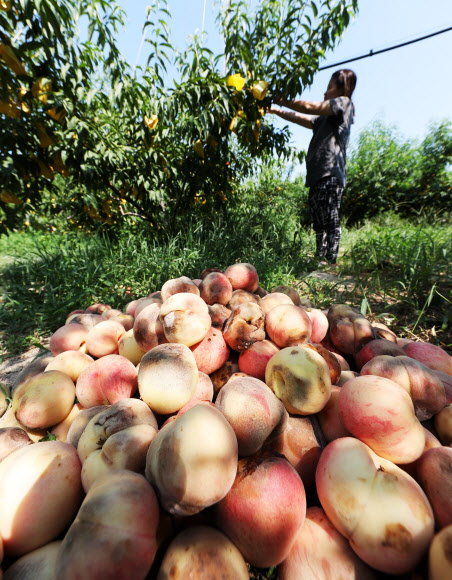 폭염에 까맣게 타들어 가는 농심