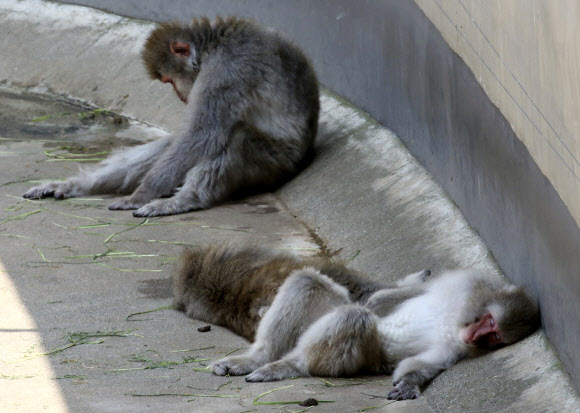일본 원숭이가 1일(현지시간) 일본 도쿄의 우에노 동물원에서 햇빛을 피해 그늘에서 낮잠을 자고 있다. AP 연합뉴스