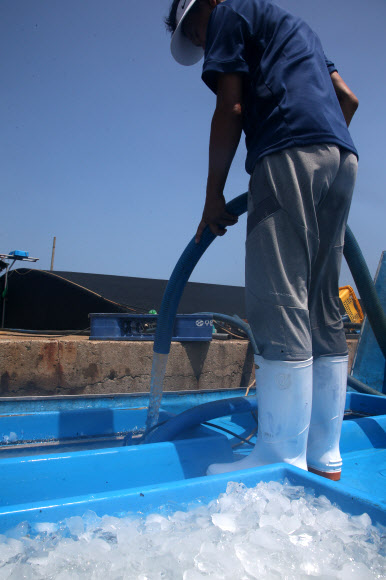 양식장에 찬물 투입