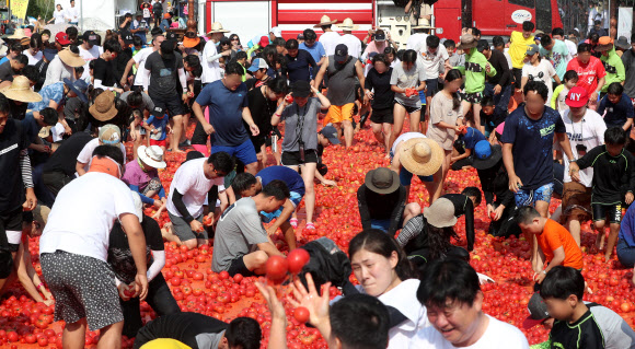 4일 오후 강원 화천군 사내면 문화마을에서 열린 ‘2018 화천토마토축제’를 찾은 피서객들이 대형 토마토 풀장에서 황금 반지를 찾으며 무더위를 쫓고 있다. 2018.8.4  연합뉴스