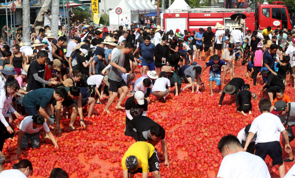 4일 오후 강원 화천군 사내면 문화마을에서 열린 ‘2018 화천토마토축제’를 찾은 피서객들이 대형 토마토 풀장에서 황금 반지를 찾으며 무더위를 쫓고 있다. 2018.8.4  연합뉴스