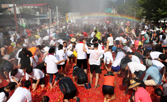4일 오후 강원 화천군 사내면 문화마을에서 열린 ‘2018 화천토마토축제’를 찾은 피서객들이 대형 토마토 풀장에서 황금 반지를 찾으며 무더위를 쫓고 있다. 2018.8.4  연합뉴스