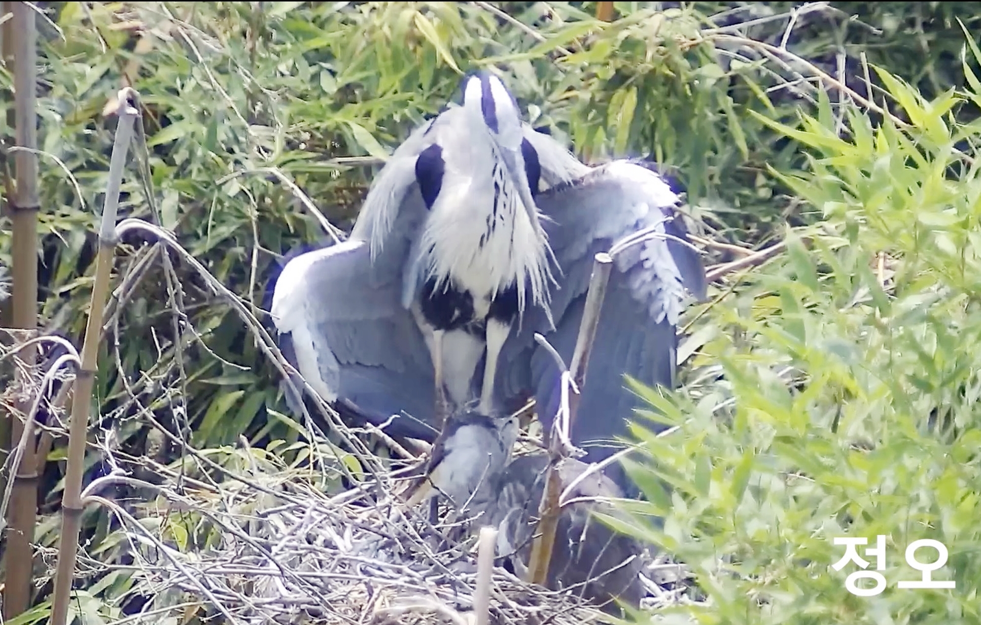 울산시는 역대급 무더위에 어미 왜가리가 갓 부화한 새끼가 지칠까 봐 자기 몸으로 온종일 그늘을 만드는 장면이 CCTV에 포착됐다고 7일 밝혔다. 왜가리가 햇볕에 따라 위치를 옮기며 그늘을 만드는 모습. CCTV 캡처. 2018.8.7  울산시 제공