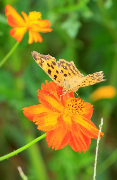 절기상 입추인 7일 제주시 조천읍 함덕 서우봉 해변에 핀 코스모스에 나비 한 마리가 앉아 꿀을 빨고 있다. 2018.8.7  연합뉴스