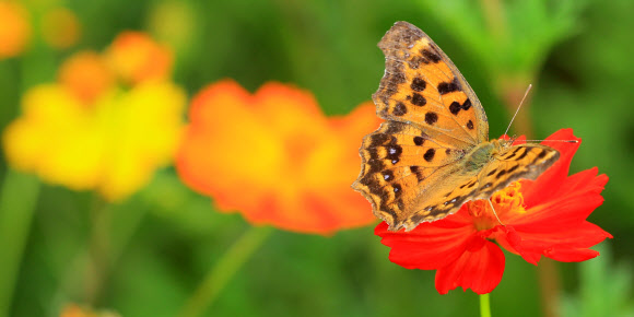 절기상 입추인 7일 제주시 조천읍 함덕 서우봉 해변에 핀 코스모스에 나비 한 마리가 앉아 꿀을 빨고 있다. 2018.8.7  연합뉴스