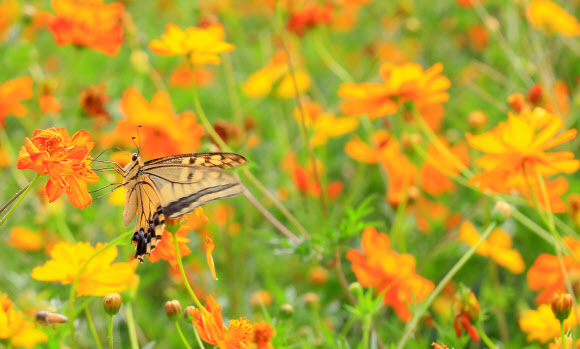 절기상 입추인 7일 제주시 조천읍 함덕 서우봉 해변에 핀 코스모스에 나비 한 마리가 앉아 꿀을 빨고 있다. 2018.8.7  연합뉴스