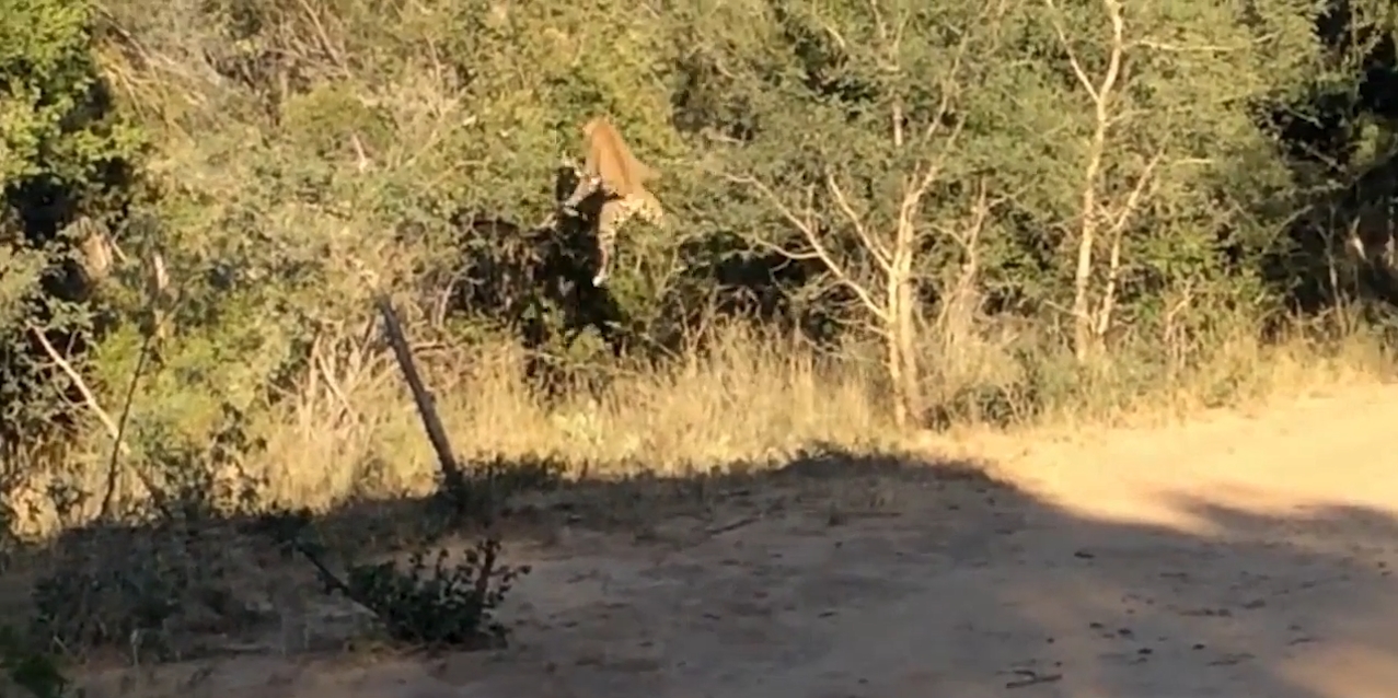 새사냥 하려고 엄청난 높이의 점프를 시도했지만 결국 ‘헛탕’치고 만 표범 모습(유튜브 영상 캡처)