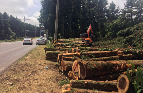 2002년 건설교통부가 추진한 제1회 전국에서 가장 아름다운 도로(대통령상 수상)로 선정된 제주 비자림로(1112도로) 주변 삼나무들이 도로 확장을 위해 무참히 잘려나갔다.  제주도는 지난 2일부터 제주시 구좌읍 대천교차로에서 송당리로 이어지는 비자림로 약 2.94km 구간을 왕복 2차선에서 4차선으로 넓히는 확·포장 공사를 시작했다. 공사 기간은 2021년 6월까지다. 하루 베어내는 삼나무는 약 100그루, 앞으로 베어내야 하는 나무는 2400여 그루에 이를 전망이다. 2018.8.8 제주환경운동연합제공