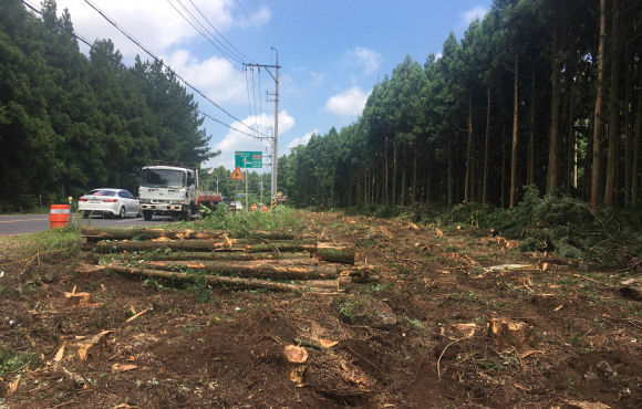 2002년 건설교통부가 추진한 제1회 전국에서 가장 아름다운 도로(대통령상 수상)로 선정된 제주 비자림로(1112도로) 주변 삼나무들이 도로 확장을 위해 무참히 잘려나갔다.  제주도는 지난 2일부터 제주시 구좌읍 대천교차로에서 송당리로 이어지는 비자림로 약 2.94km 구간을 왕복 2차선에서 4차선으로 넓히는 확·포장 공사를 시작했다. 공사 기간은 2021년 6월까지다. 하루 베어내는 삼나무는 약 100그루, 앞으로 베어내야 하는 나무는 2400여 그루에 이를 전망이다. 2018.8.8 제주환경운동연합제공