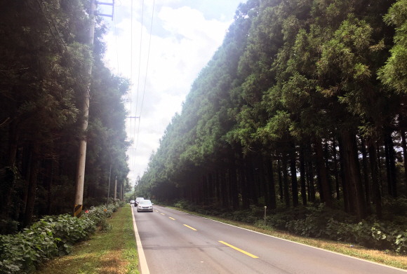 2002년 건설교통부가 추진한 제1회 전국에서 가장 아름다운 도로(대통령상 수상)로 선정된 제주 비자림로(1112도로) 주변 삼나무들이 도로 확장을 위해 무참히 잘려나갔다.  제주도는 지난 2일부터 제주시 구좌읍 대천교차로에서 송당리로 이어지는 비자림로 약 2.94km 구간을 왕복 2차선에서 4차선으로 넓히는 확·포장 공사를 시작했다. 공사 기간은 2021년 6월까지다. 하루 베어내는 삼나무는 약 100그루, 앞으로 베어내야 하는 나무는 2400여 그루에 이를 전망이다. 사진은 공사 전 모습 2018.8.8 제주환경운동연합제공