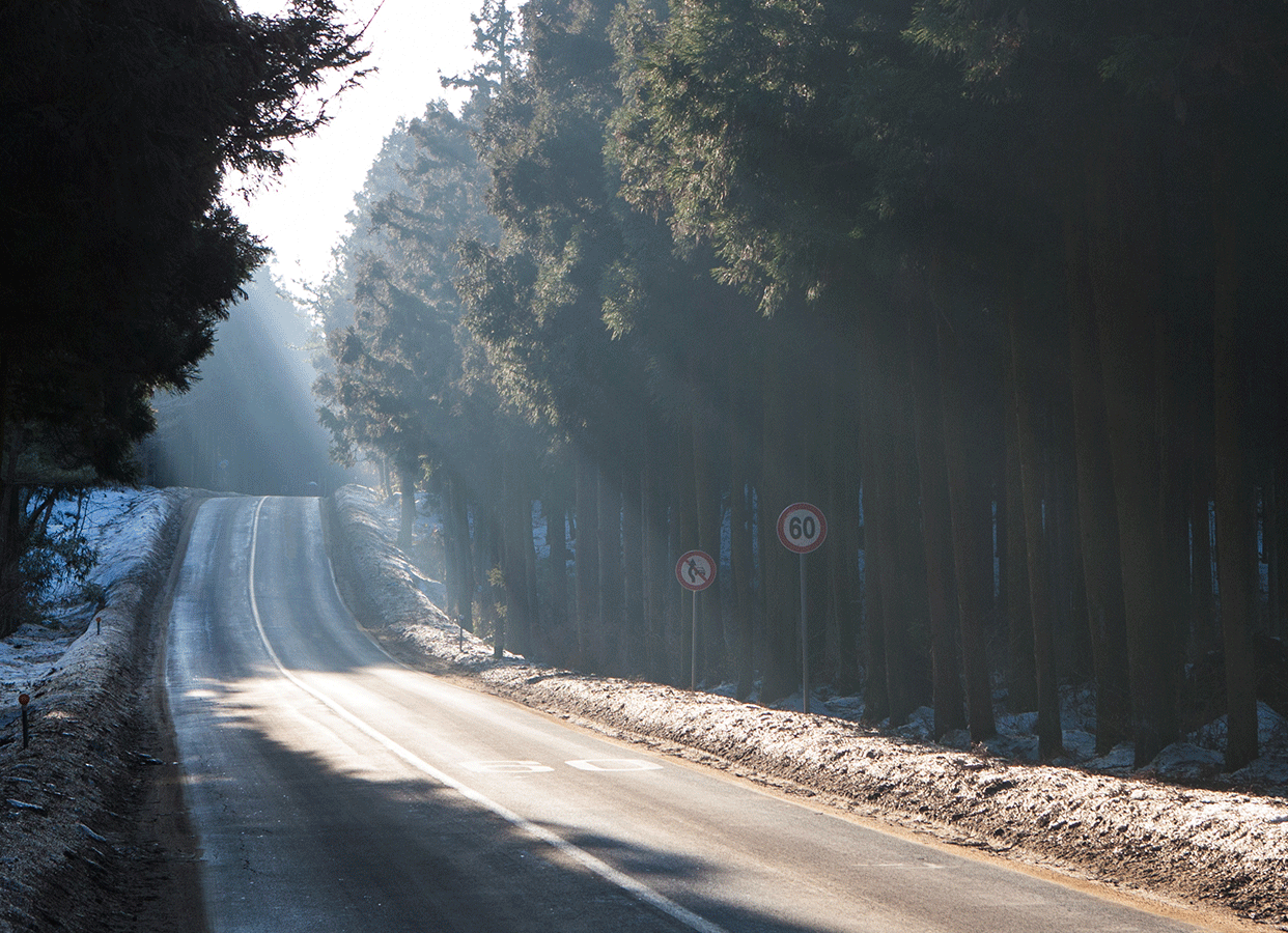 2002년 건설교통부가 추진한 제1회 전국에서 가장 아름다운 도로(대통령상 수상)로 선정된 제주 비자림로(1112도로). 삼나무숲이 도로 주변에 펼쳐져 ‘명품도로’로 꼽힌다. 제주도가 최근 도로 확장 공사를 하면서 하루 100그루에 달하는 삼나무를 잘라내면서 논란을 부르고 있다. 사진은 제주관광공사 홈페이지에 올라온 비자림로 모습.