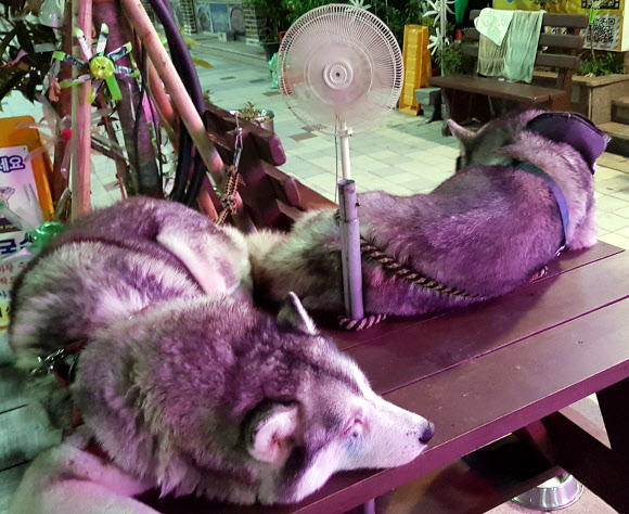 시베리안 허스키 ‘한국 왜 이렇게 더우냐’