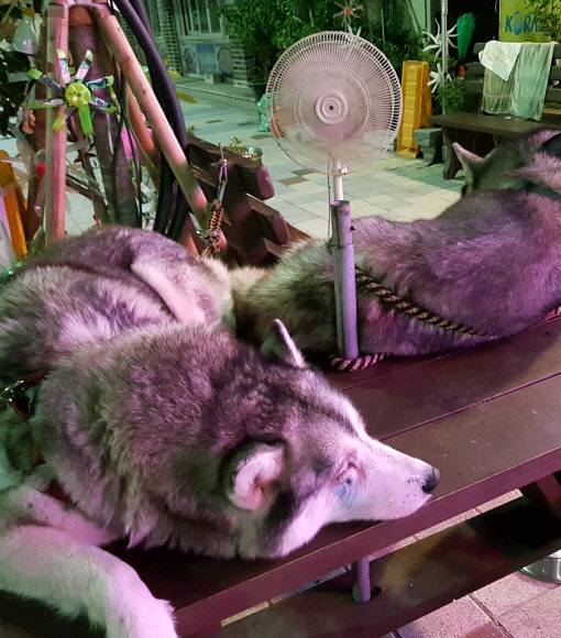 시베리안 허스키 ‘한국 왜 이렇게 더우냐’