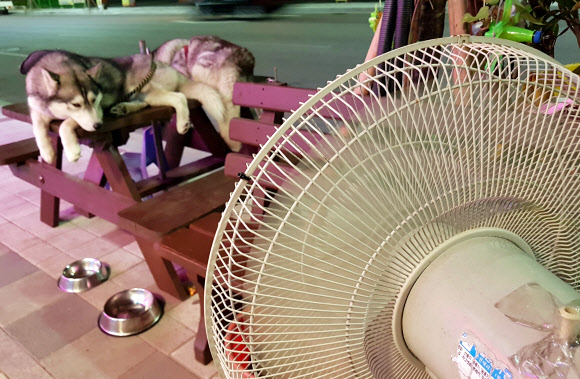 ‘시베리아는 여름에도 시원했는데’