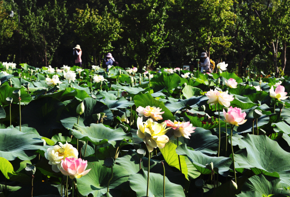페리기념연못을 가득 메운 커다란 연잎과 오묘한 색의 연꽃이 장관이다.
