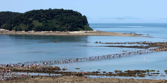 충남 보령시 무창포해수욕장에서 12일 열린 ‘무창포 신비의 바닷길 축제’에서 관광객들이 조수간만의 차로 해수욕장에서 석대도에 이르는 1.5㎞ 구간 갈라진 바닷길에 바지락과 굴 등 해산물을 채취하려고 들어가고 있다. 2018.8.12  연합뉴스