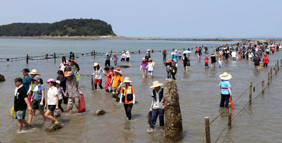 충남 보령시 무창포해수욕장에서 12일 열린 ‘무창포 신비의 바닷길 축제’에서 관광객들이 조수간만의 차로 해수욕장에서 석대도에 이르는 1.5㎞ 구간 갈라진 바닷길에서 바지락 등 해산물을 채취한 뒤 나오고 있다. 2018.8.12  연합뉴스