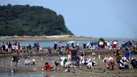 충남 보령시 무창포해수욕장에서 12일 열린 ‘무창포 신비의 바닷길 축제’에서 관광객들이 조수간만의 차로 해수욕장에서 석대도에 이르는 1.5㎞ 구간 갈라진 바닷길에 들어가 바지락과 굴 등 해산물을 채취하고 있다. 2018.8.12  연합뉴스