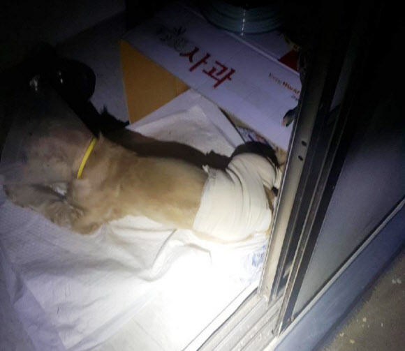 작은 덩치로 멧돼지와 격투…등산객·주인 살린 충견