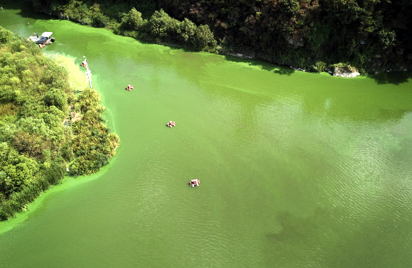 폭염과 가뭄, ‘녹조비상’