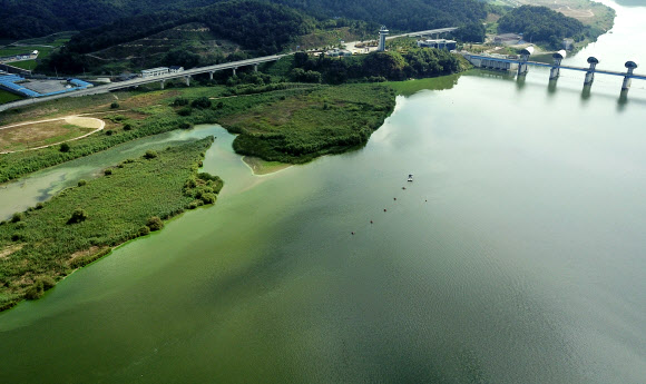 폭염과 가뭄에 확산되는 녹조