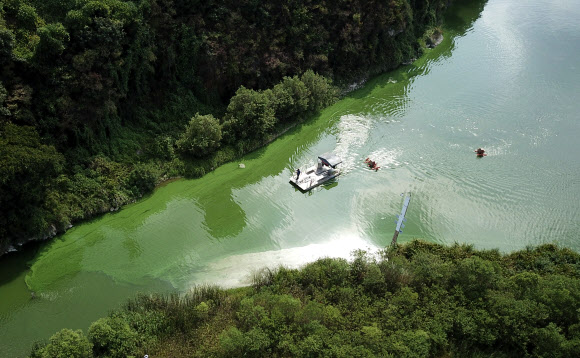 폭염과 가뭄, ‘녹조비상’