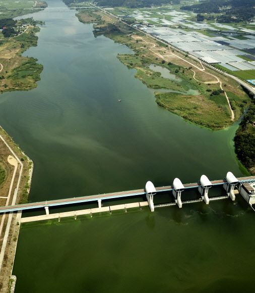 금강 ‘녹조비상’