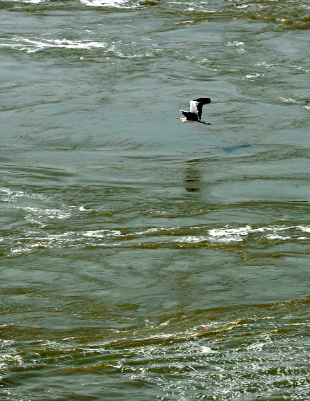 ‘탁해진 물빛’…한강도 녹조 비상