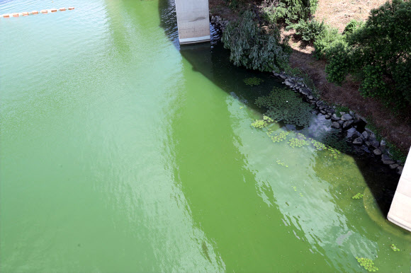 한강 녹조 비상 ‘예비단계 발령’