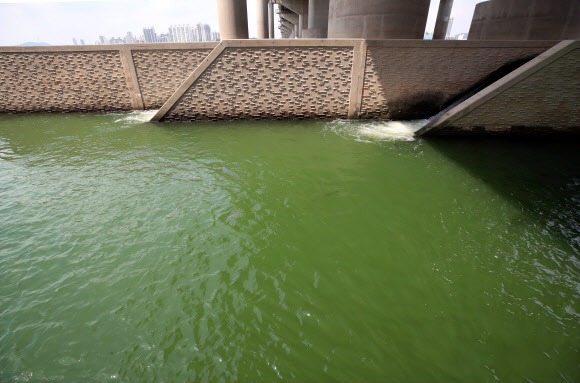 한강도 녹조 비상