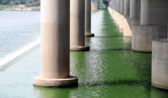 초록빛 띠는 한강