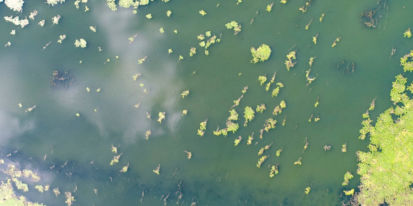 15일 경기도 팔당호수에 녹조가 끼어 있다. 2018.8.15 박지환기자 popocar@seoul.co.kr