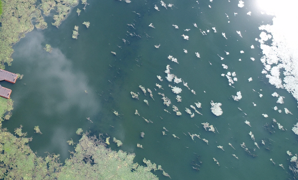 15일 경기도 팔당호수에 녹조가 끼어 있다. 2018.8.15 박지환기자 popocar@seoul.co.kr