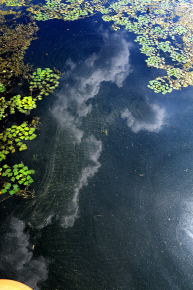 15일 경기도 팔당호수에 녹조가 끼어 있다. 2018.8.15 박지환기자 popocar@seoul.co.kr