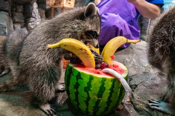 16일 한화 아쿠아플라넷 일산에서 라쿤들이 보양식을 먹고 있다. 한화 아쿠아플라넷 일산은 말복을 맞아 수중생물들을 위한 보양식을 준비했다. 2018.8.16  한화 아쿠아플라넷 일산 제공
