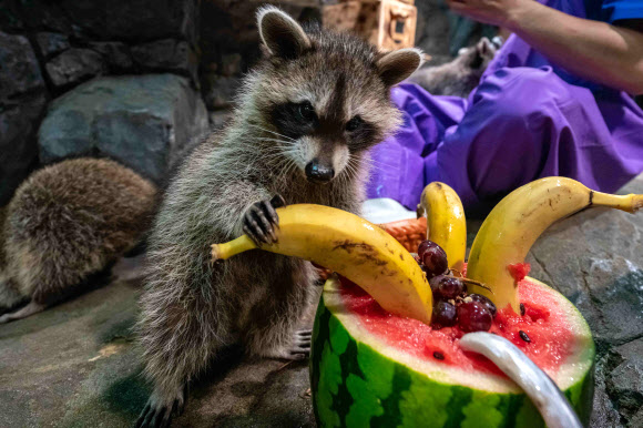 16일 한화 아쿠아플라넷 일산에서 라쿤들이 보양식을 먹고 있다. 한화 아쿠아플라넷 일산은 말복을 맞아 수중생물들을 위한 보양식을 준비했다. 2018.8.16  한화 아쿠아플라넷 일산 제공
