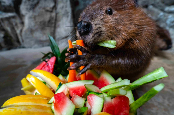 16일 한화 아쿠아플라넷 일산에서 비버가 보양식을 먹고 있다. 한화 아쿠아플라넷 일산은 말복을 맞아 수중생물들을 위한 보양식을 준비했다. 2018.8.16  한화 아쿠아플라넷 일산 제공