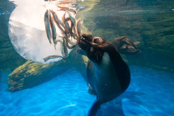 16일 한화 아쿠아플라넷 일산에서 바이칼 물범이 보양식을 먹고 있다. 한화 아쿠아플라넷 일산은 말복을 맞아 수중생물들을 위한 보양식을 준비했다. 2018.8.16  한화 아쿠아플라넷 일산 제공