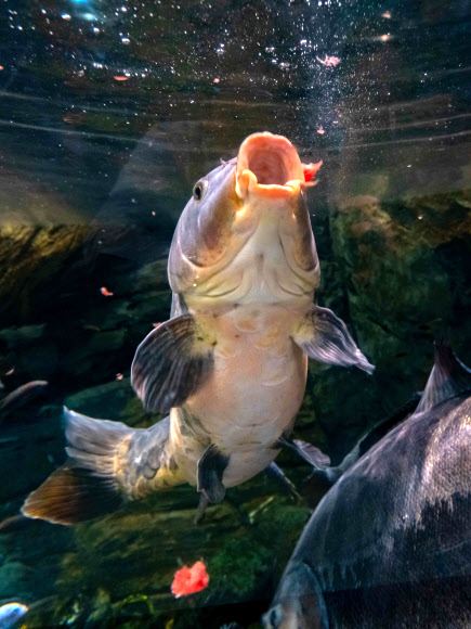 16일 한화 아쿠아플라넷 일산에서 레드테일캣 피시가 보양식을 먹고 있다. 한화 아쿠아플라넷 일산은 말복을 맞아 수중생물들을 위한 보양식을 준비했다. 2018.8.16  한화 아쿠아플라넷 일산 제공