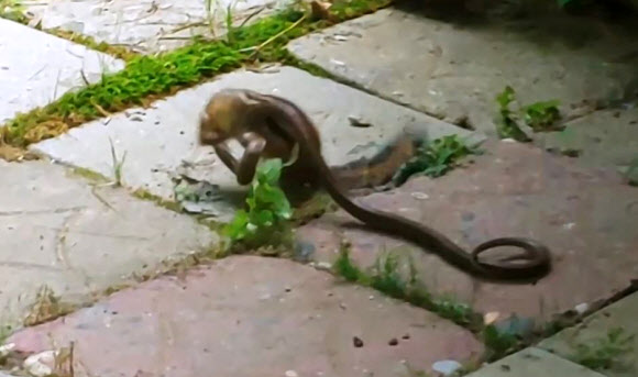 지난 12일 설악산국립공원 백담사탐방안내소 주변에서 다람쥐와 누룩뱀이 대결을 벌이는 장면이 촬영된 영상이 16일 공개돼 눈길을 끌고 있다. 2018.8.16  설악산국립공원사무소 동영상 캡처