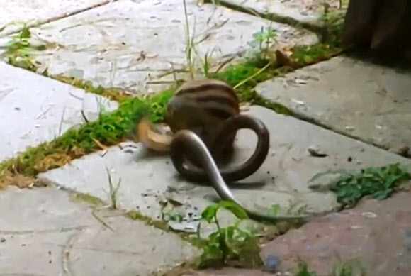 지난 12일 설악산국립공원 백담사탐방안내소 주변에서 다람쥐와 누룩뱀이 대결을 벌이는 장면이 촬영된 영상이 16일 공개돼 눈길을 끌고 있다. 2018.8.16  설악산국립공원사무소 동영상 캡처