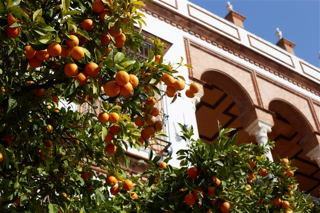 세비야에서는 오렌지 나무가 가로수로 쓰인다. 역시 이슬람의 흔적이다.