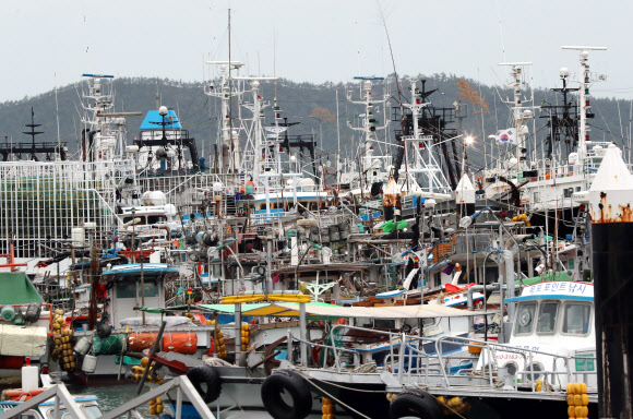 피항 어선으로 붐비는 항구