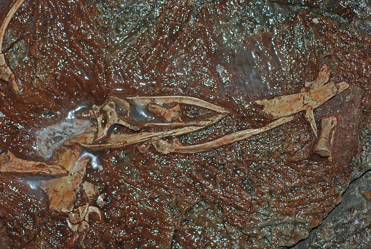 국제공동연구팀이 발견한 새와 공룡의 연결고리인 ‘시유니쿠스 펜기’의 화석 커런트 바이올로지/James Clark 제공