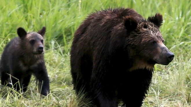 옐로스톤 국립공원에서 10살 소년을 공격했던 회색곰과 같은 종류의 회색곰 가족. 지난 2015년 7월 6일 아메리칸들소 사체에 접근하던 모습이다. 로이터 자료사진 
